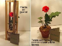 Regala flores vivas. Lindas plantas en matera de barro. Medellin, Colombia