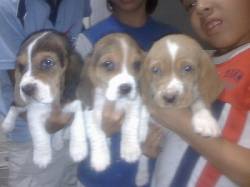 venta de cachorros basset hound cali, colombia