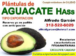 Semillas AGUACATE HASS semillero PLNTULAS plantas Bogota, Colombia