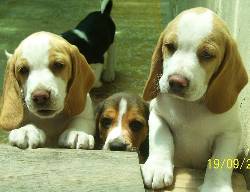 ADMIRE HERMOSOS CACHORROS BEAGLE Bogot, colombia