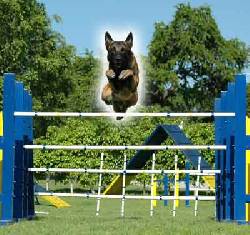 Adiestramiento y Recreaci�n Canina Xoxocotla, M�xico