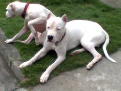 dogos argentino pareja cali, colombia