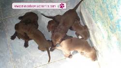 Labrador para la venta. Medellin, Colombia