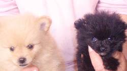 cachorros pomerania machosy hembras Bogota, Colombia