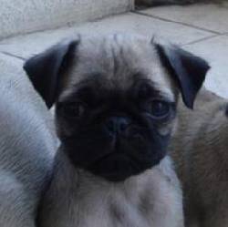 cachorros pug ibague, colombia
