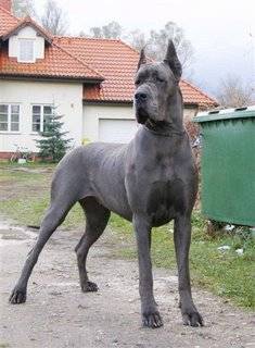 GRAN DANES ESPECIALIZADOS PUREZA 100% -- COLOMBIA BTA, COLOMBIA