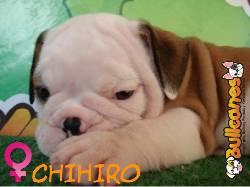 Bullcanes Te ofrece los bulldogs ms lindos!! Medellin, Colombia