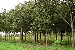 Venta de Semillas, Plantulas De Teca Y Asesorias en Fincas San Carlos, colombia