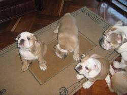 SE VENDEN HERMOSAS PERRITAS BULLDOG INGLES BOGOTA, COLOMBIA