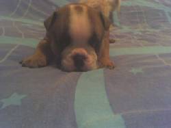 hermoso bull dog medellin, colombia
