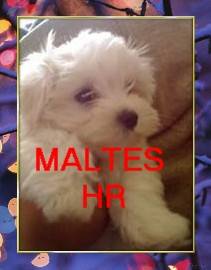 BICHON DE MALTES  CACHORROS 100% PUROS 0-> Y 0+ bogota, colombia