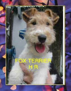 Fox Terrier  espectaculares y excelentes  bogota, colombia