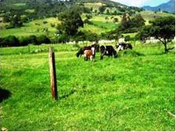 VENTA  FINCA SAN SALVADOR COGUA - CUNDINAMARCA  Bogota, Colombia