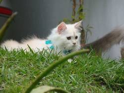 venta de gatos persa  armenia , colombia 