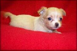 CHIHUAHUA MONOS PARA LA ADOPCION none, espana