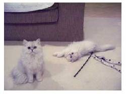  Blanco persa gatitos para la venta Mexico, Mexico
