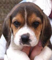 Hermoso beagle MEDELLIN, COLOMBIA