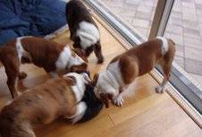 Bulldog Ingls cachorros.  Barcelona, Espana