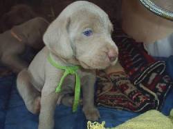 Venta de Cachorros Cali, Colombia