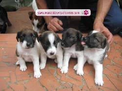 Fox Terrier en venta Medellin, Colombia