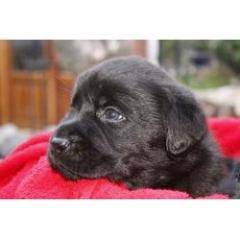 CACHORROS LABRADOR TIPICIDAD-BELLEZA-CARACTER bogota, colombia