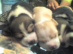 LINDA BEAGLE LIMON. Bogot, Colombia