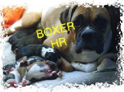 **CACHORROS BOXER VACUNADOS Y DESPARASITADOS ** BOGOTA, COLOMBIA