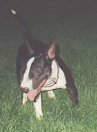 VENDO BULLTERRIER 2 AOS APTA PARA CRIA 650.000 GA MEDELLIN, COLOMBIA