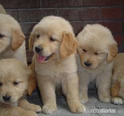 GOLDEN RETRIVER L.D.S BOGOTA, COLOMBIA