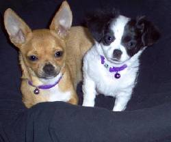 Bella y Sasha chihuahuas cachorro necesidades adop sweet lake, cameroon
