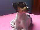 Venpermuto perrita Jack Rusell - 11 meses Bogota, Colombia