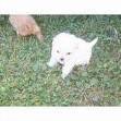 VENDO HERMOSOS CACHORRITOS BOGOTA, COLOMBIA