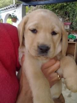  CACHORROS LABRADOR Tenjo, Colombia