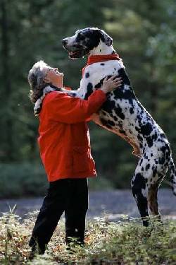 GRAN DANES DOGO ALEMAN CACHORROS MACHOS Y HEMBRAS  bogota, colombia