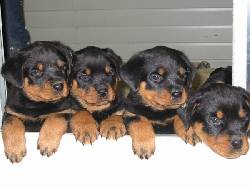 4 LINDOS CACHORROS   ROTTWEILER DE 45 DIAS DE NACI Bogota, Colombia