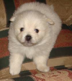Venta de hermoso cachorros Pomeranian  bogota, colombia