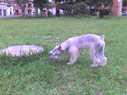 SCHNAUZER Busca Novio Palmira, Colombia