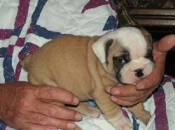 cute Ingls cachorros bulldog para los nuevos hoga colombia, colombia
