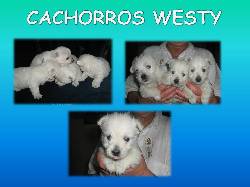 VENTA DE PERROS DE TODAS LAS RAZAS BOGOTA, COLOMBIA