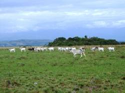 Venta Hacienda Bellavista Tame - Arauca Bogota, Colombia