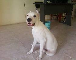 DOGOS ARGENTINOS CALI TIENE PARA RESERVA CACHORROS Cali, Colombia
