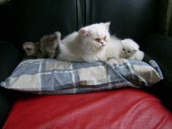 GATOS PERSA ESPECTACULARES bogota, colombia