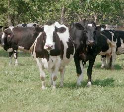 NOVILLAS HOLSTEIN Bogota, Colombia