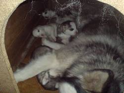 CACHORROS SIBERIAN HUSKY zipaquira, colombia