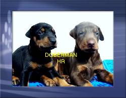 Doberman espectaculares y excelentes  bogota, colombia