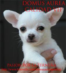 TODAS LAS RAZAS DE PERROS LEGITIMOS. Zapopan, Mexico