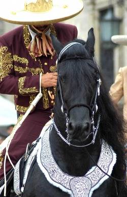 MARIACHI A CABALLO BOGOT, COLOMBIA
