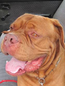 MASTIN, BULLDOG, ABADESA Medellin, Colombia
