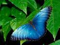 Mariposas Vivas para eventos bogota, colombia