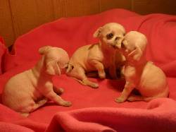 Magnificos chihuahuas a la venta Bogota, Colombia
